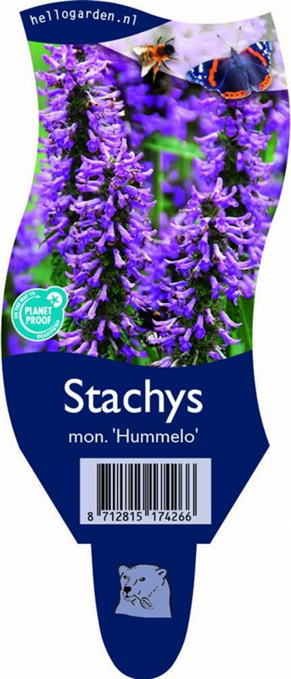 Betonica off. 'Hummelo' - P11